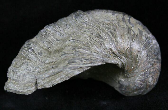 Gryphaea (Devil's Toenail) Fossil Oyster - Jurassic #25979